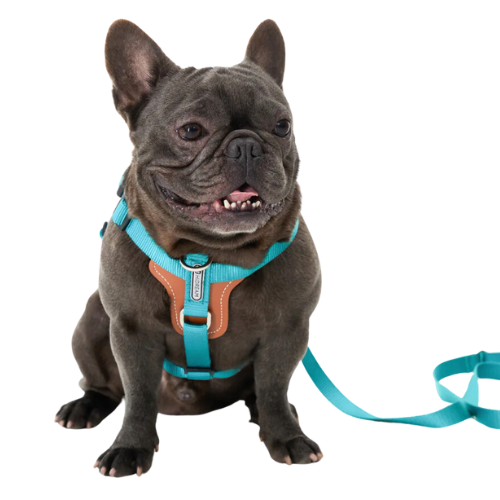 Dog Harness | Premium - No Pull | Comfortable & Safety | Harness & Leash Kit