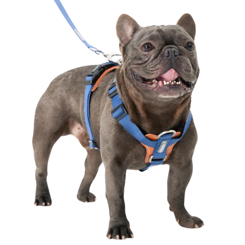 Dog Harness | Premium - No Pull | Comfortable & Safety | Harness & Leash Kit