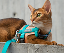 Cat Harness & Adjustable Leash | Style & Comfort